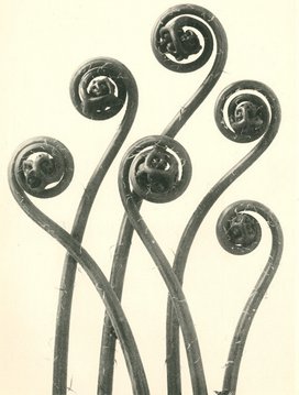Karl Blossfeldt, Frauenhaarfarn (Adiantum pedatum), 1928