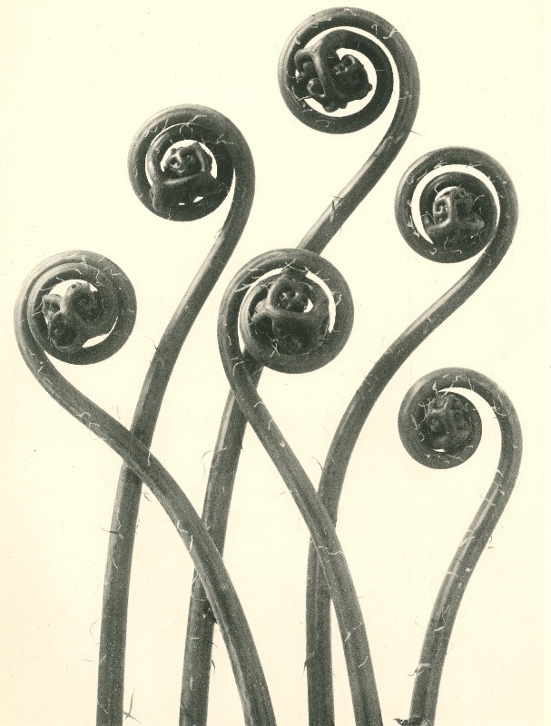 Karl Blossfeldt, Frauenhaarfarn (Adiantum pedatum), 1928, Landesmuseum für Kunst und Kulturgeschichte Oldenburg, Foto: Sven Adelaide